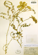 Imagem de Astragalus nuttallii var. virgatus (A. Gray) Barneby