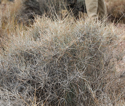 Image of Death Valley Mormon Tea