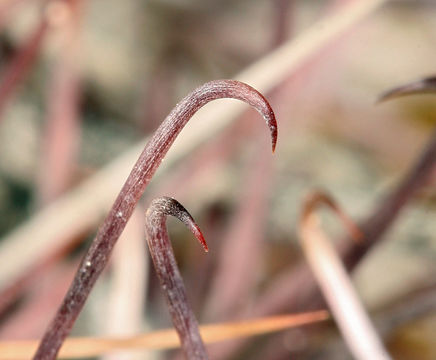 Image de Sclerocactus polyancistrus (Engelm. & J. M. Bigelow) Britton & Rose