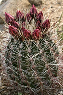 Image de Sclerocactus polyancistrus (Engelm. & J. M. Bigelow) Britton & Rose