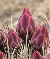 Image de Sclerocactus polyancistrus (Engelm. & J. M. Bigelow) Britton & Rose