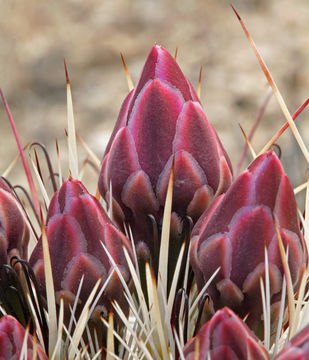 Image de Sclerocactus polyancistrus (Engelm. & J. M. Bigelow) Britton & Rose