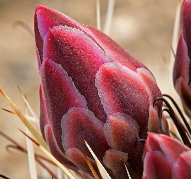 Image de Sclerocactus polyancistrus (Engelm. & J. M. Bigelow) Britton & Rose