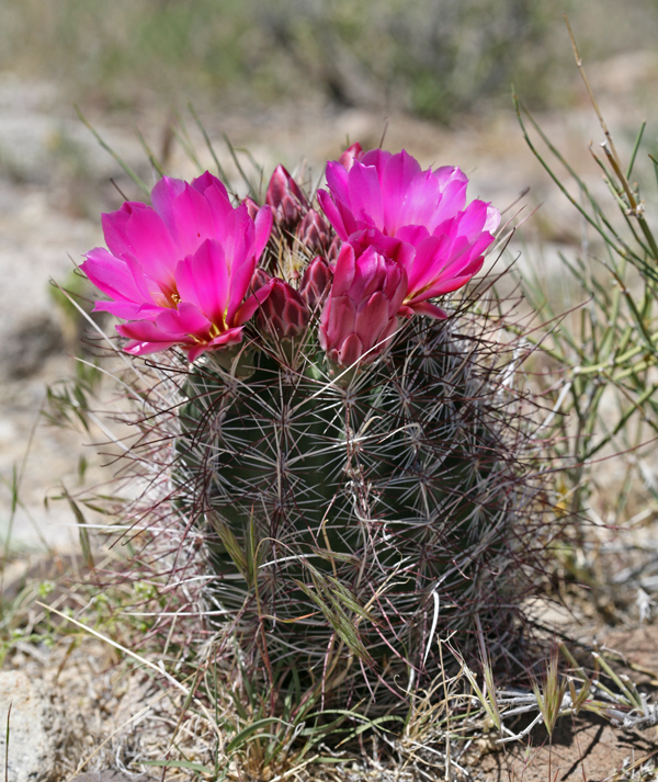 Image de Sclerocactus polyancistrus (Engelm. & J. M. Bigelow) Britton & Rose