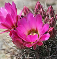 Image de Sclerocactus polyancistrus (Engelm. & J. M. Bigelow) Britton & Rose