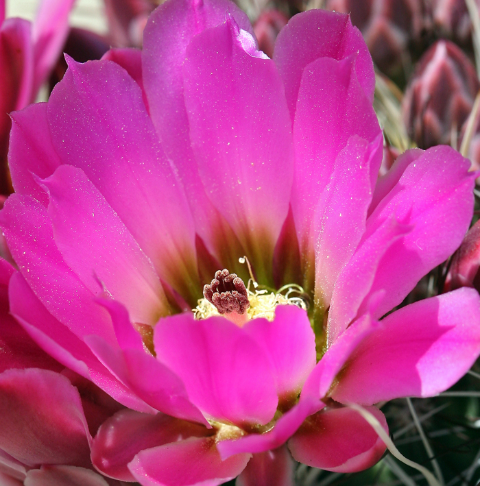 Image de Sclerocactus polyancistrus (Engelm. & J. M. Bigelow) Britton & Rose