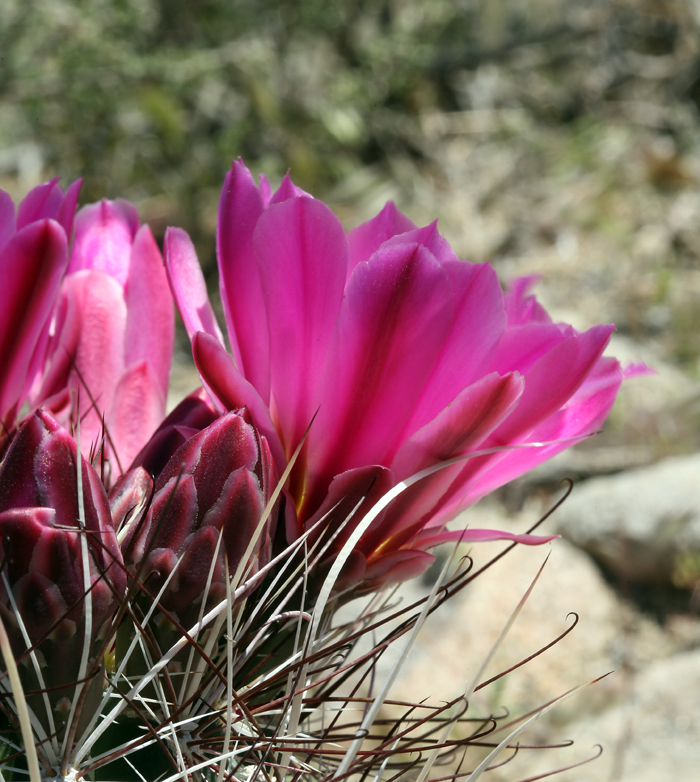 Image de Sclerocactus polyancistrus (Engelm. & J. M. Bigelow) Britton & Rose