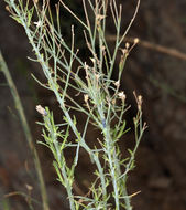 Image of Mojave rabbitbrush