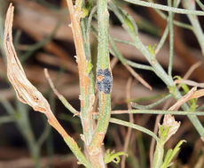 Image of Mojave rabbitbrush