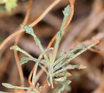 Image of bush arrowleaf