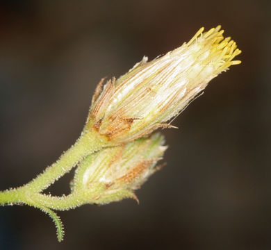 Plancia ëd Pleurocoronis pluriseta (A. Gray) R. King & H. Rob.