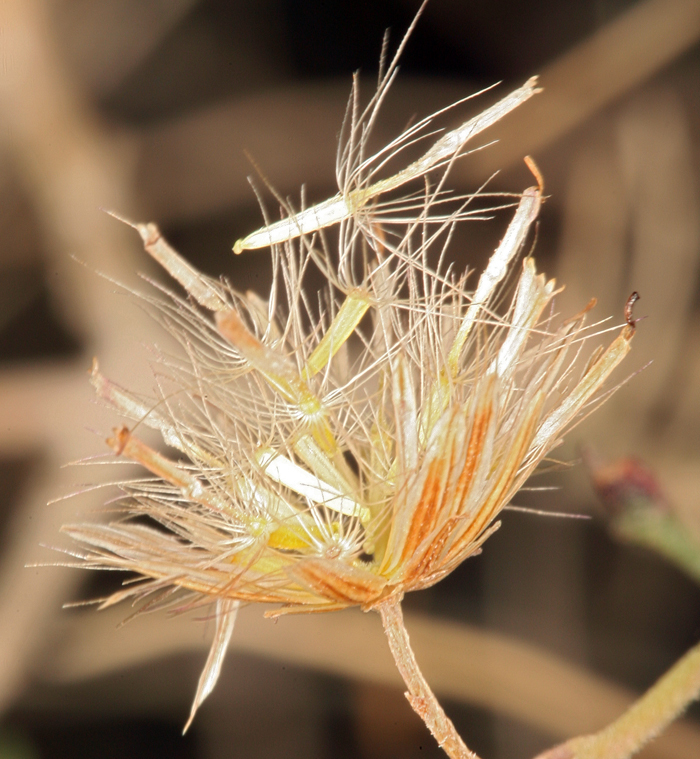 Pleurocoronis pluriseta (A. Gray) R. King & H. Rob.的圖片