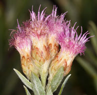 Image of arrowweed