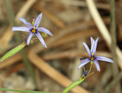 Image of Funeral Mountain blue-eyed grass