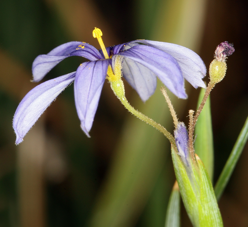 Image of Funeral Mountain blue-eyed grass