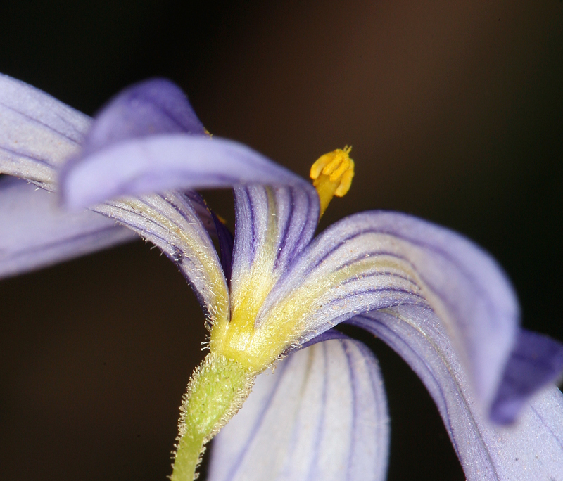 Image of Funeral Mountain blue-eyed grass