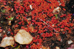 Image of sand pygmyweed