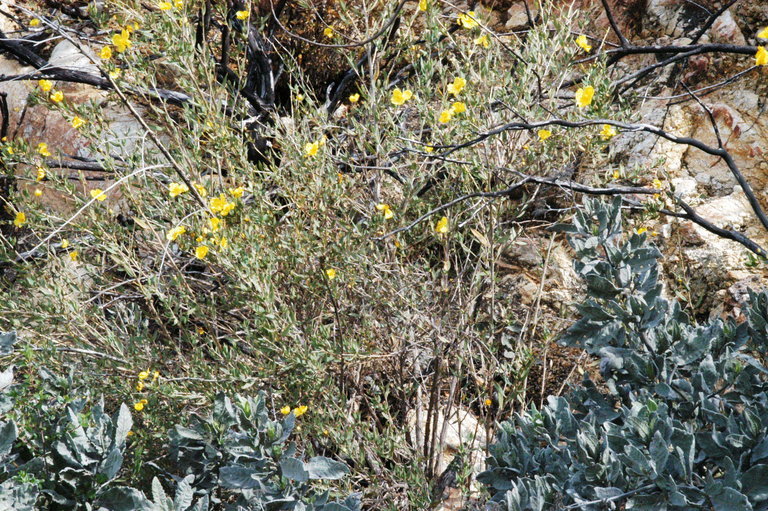 Image of tree poppy