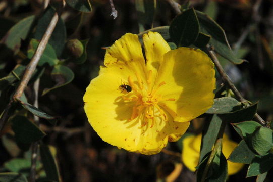 Image of tree poppy