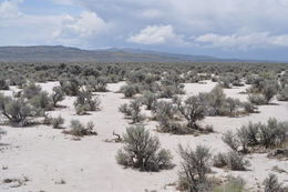 صورة Lomatium ravenii Mathias & Constance