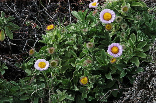 Image of seaside fleabane