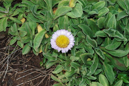 Image of seaside fleabane