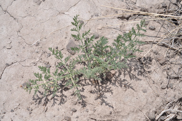 Imagem de Lomatium ravenii Mathias & Constance