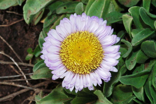 Image of seaside fleabane