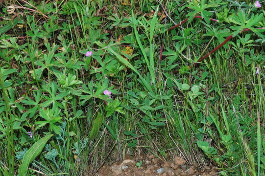 Image of New Zealand geranium