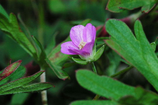 Image of New Zealand geranium