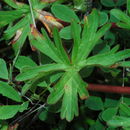 Image of New Zealand geranium