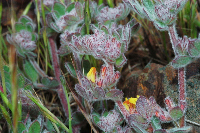 Image of <i>Acmispon heermannii</i> var. <i>orbicularis</i>