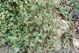 <i>Acmispon junceus</i> var. <i>biolettii</i> resmi