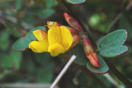 <i>Acmispon junceus</i> var. <i>biolettii</i> resmi