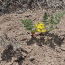 Image of broadsheath desertparsley