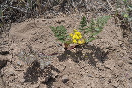 Image of Broad-sheath Desert-parsley
