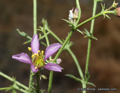 Image of California fagonbush