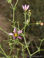 Image of California fagonbush