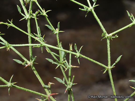 Image of California fagonbush