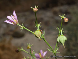 Image of California fagonbush