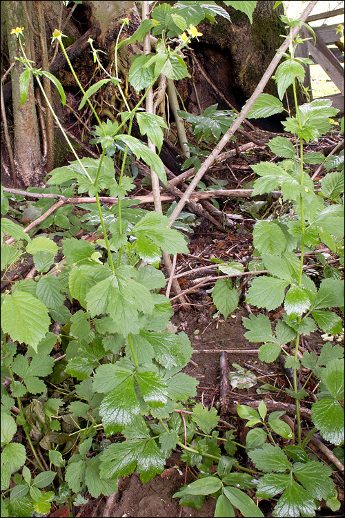 Image of Wood Avens