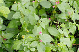 Image of Wood Avens