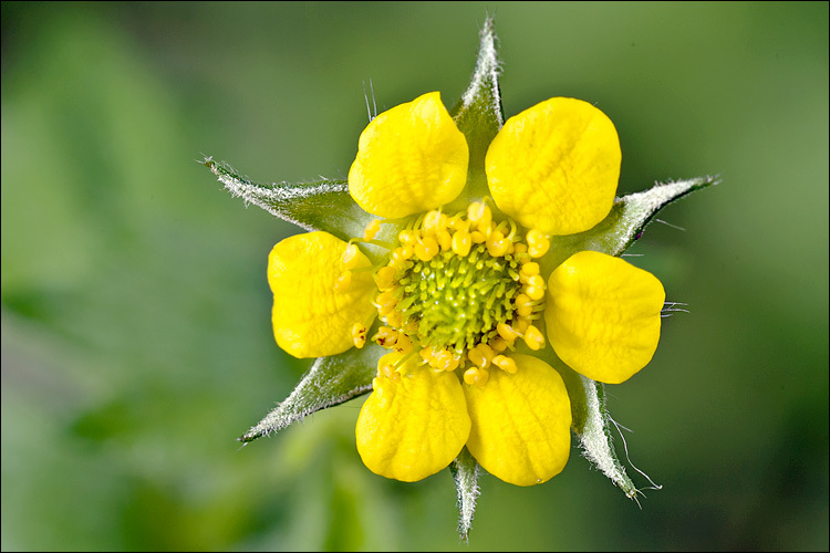 Image of Wood Avens