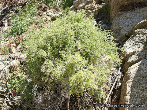 Imagem de Galium stellatum Kellogg