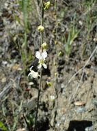 Слика од Streptanthus glandulosus subsp. sonomensis (Kruckeberg) M. Mayer & D. W. Taylor