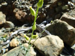 Sivun Streptanthus morrisonii F. W. Hoffm. kuva