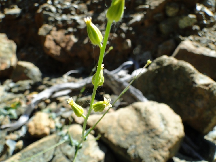Слика од Streptanthus morrisonii F. W. Hoffm.