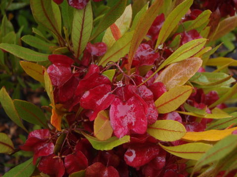 Image of Florida hopbush