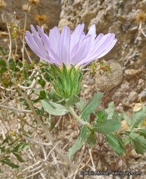 Sivun Xylorhiza cognata (H. M. Hall) T. J. Watson kuva