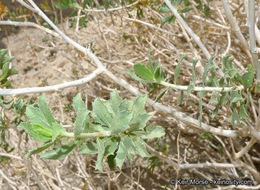 Plancia ëd Xylorhiza cognata (H. M. Hall) T. J. Watson